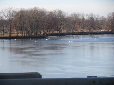 SwansOnThePond12-16-2018 001.jpg