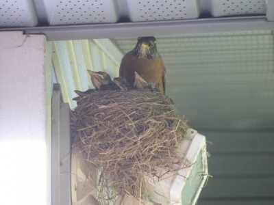 TheBirds2020 010.jpg