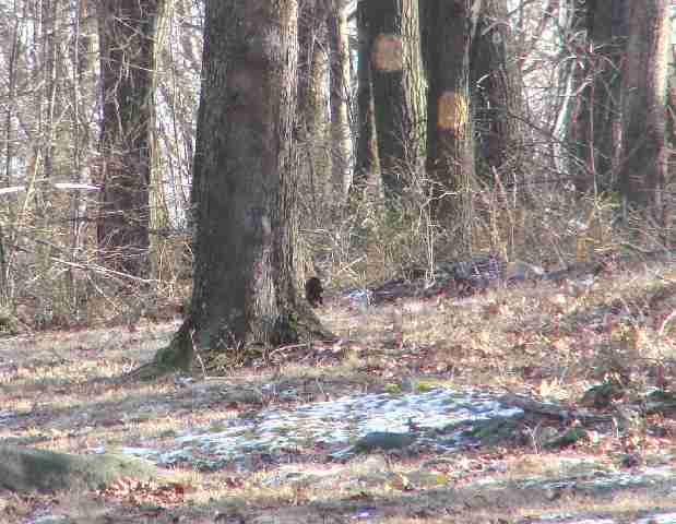 This picture is only 31KB in size,to cut uploading time.At full compression,it's much sharper.
