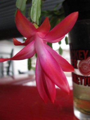 CCBloom20195.JPG