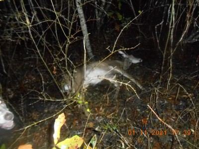 Notice Flossie's nose on the left side of the picture, she found another one. The deer is laying in about 2" of water.
