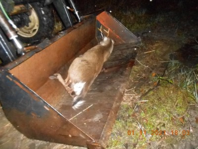 Taking a ride in the bucket.