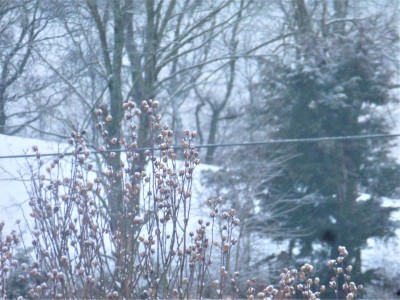 P1040082 (2).JPG