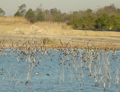 Tree Swallows