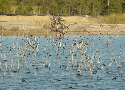 Tree Swallows
