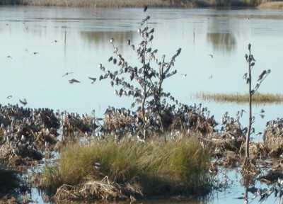 Tree Swallows