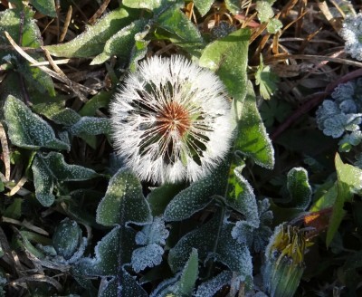 Dandelion