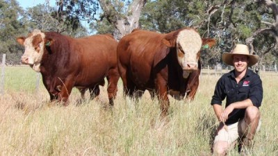 Healthy Aussie Bulls..jpg