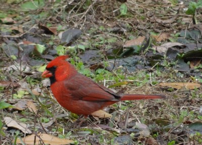 Cardinal