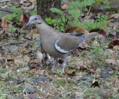 White-winged Dove