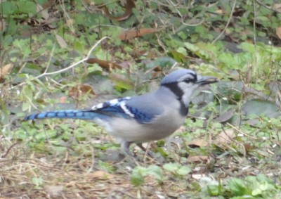 Blue Jay