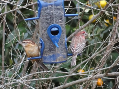 House Finch and Carolina Wren