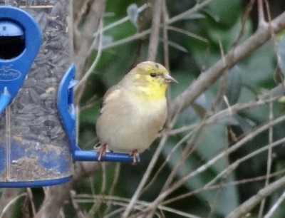 Goldfinch