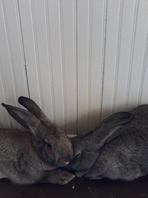 Sumo&Baxter close.jpg