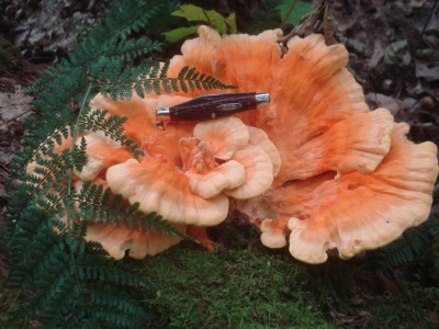 DSC07850.JPG