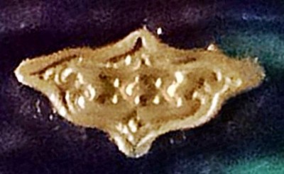 IMG_20210207_120050_806-crop.jpg