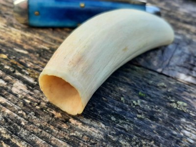 GEC #78 American blue camel and a whale tooth