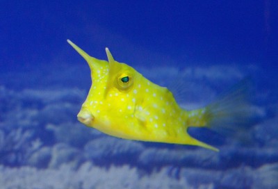 Cowfish.jpg