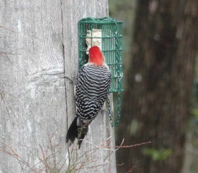 Red-bellied Woodpecker