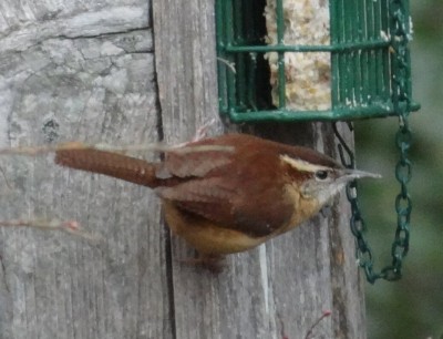 Carolina Wren