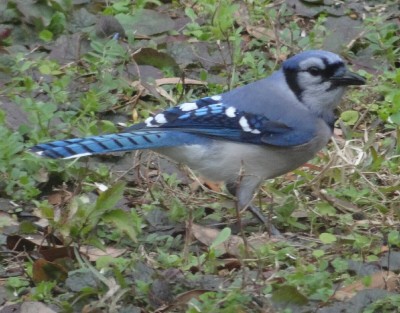 Blue Jay
