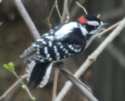 Downy Woodpecker