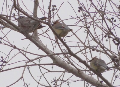Robin and Waxwings