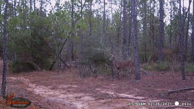 One antlered buck