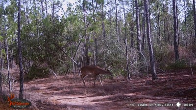 This is a different buck