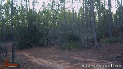 I think this may be him with both antlers earlier in the month.