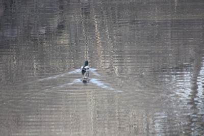 IMG_4161.JPG