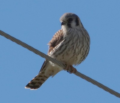 Kestrel