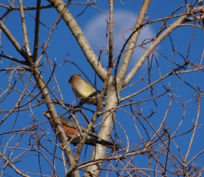 Robin and Waxwing