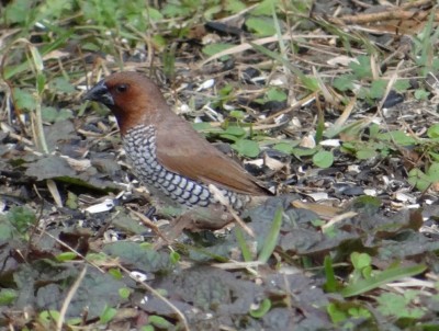 Spice Finch