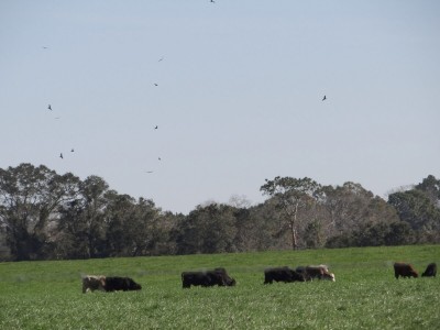 Vultures