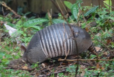 Armadillo