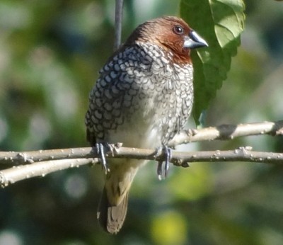 Scaly-breasted munia