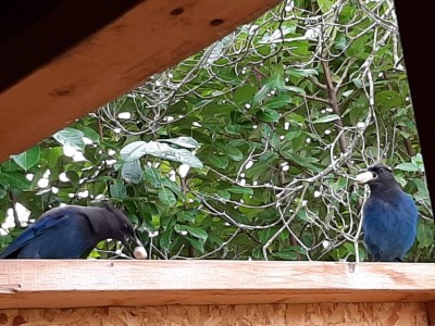 thumbnail_20201119_113715.jpg