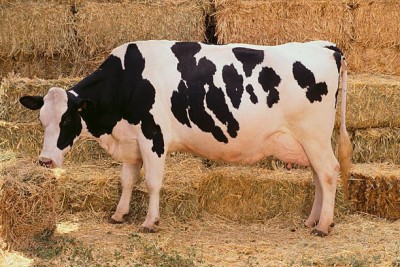Holstein.jpg