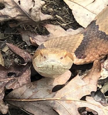 Copperhead.jpg