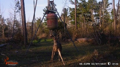 All the above to make it better for this ol' boy so he'll have fresh tender browse this spring and summer.  He might even get a chance to hang in the oak tree by the shop!