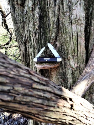 Tidioute Treestand .jpg