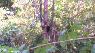 WP_20180907_137.jpg
