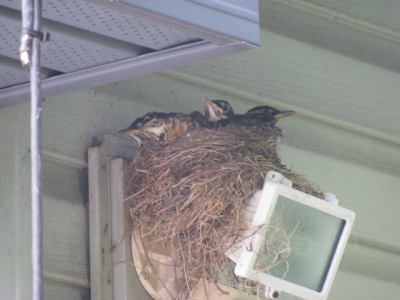 TheBirds2020.jpg