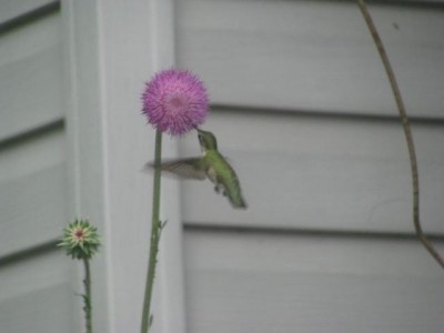 Hummingbird2.JPG