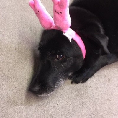 Bunny ears.jpg