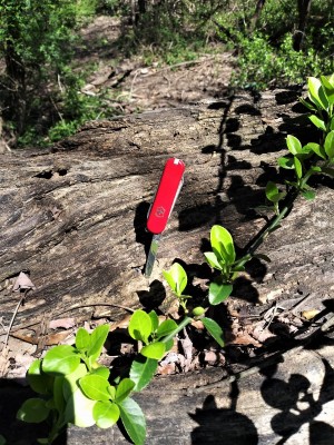 Victorinox Classic SD.jpg