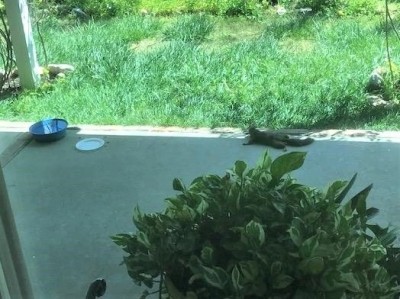 Cool Squirrel.jpg