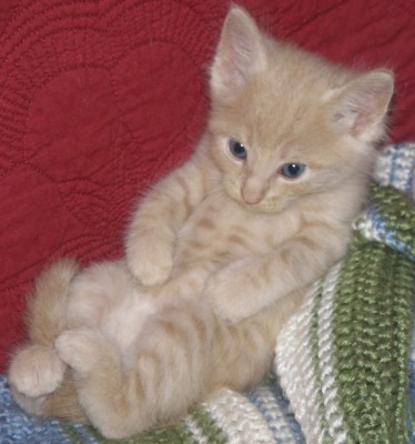 BABY BRYCE - SIX WEEKS