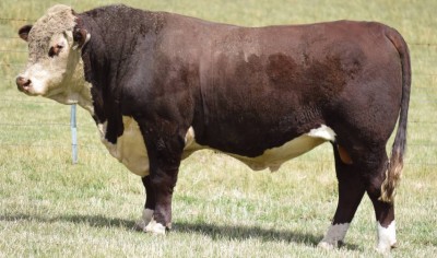 poll hereford bull.jpg